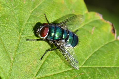 Réf. 242 478 : Chrysomya albiceps